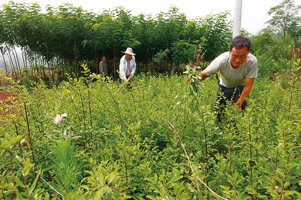 阳城县东冶镇枪杆村大力发展林木育苗和连翘种植