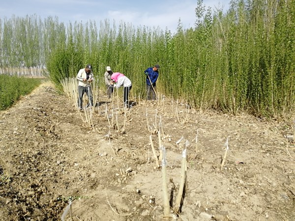 甘肃省张掖市林木种苗管理站密胡杨嫁接育苗试验初见成效